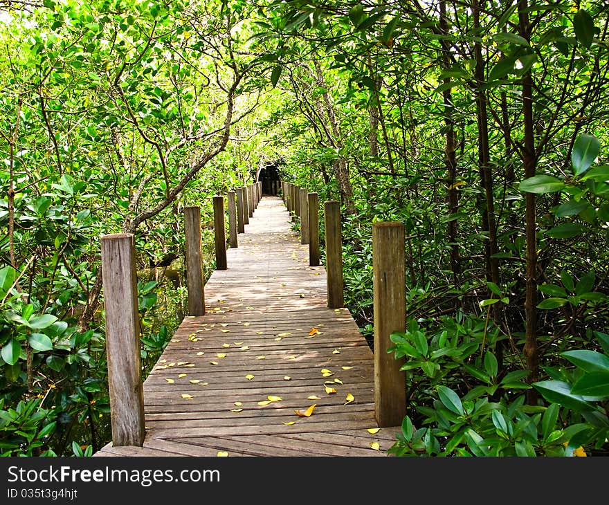 Mangrove forest in Chanthaburi, Thailand