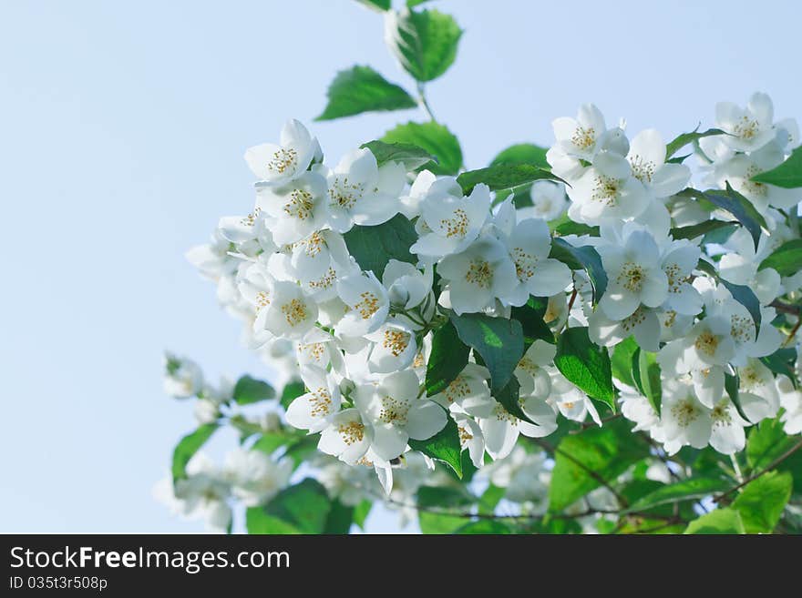 White jasmine flowers