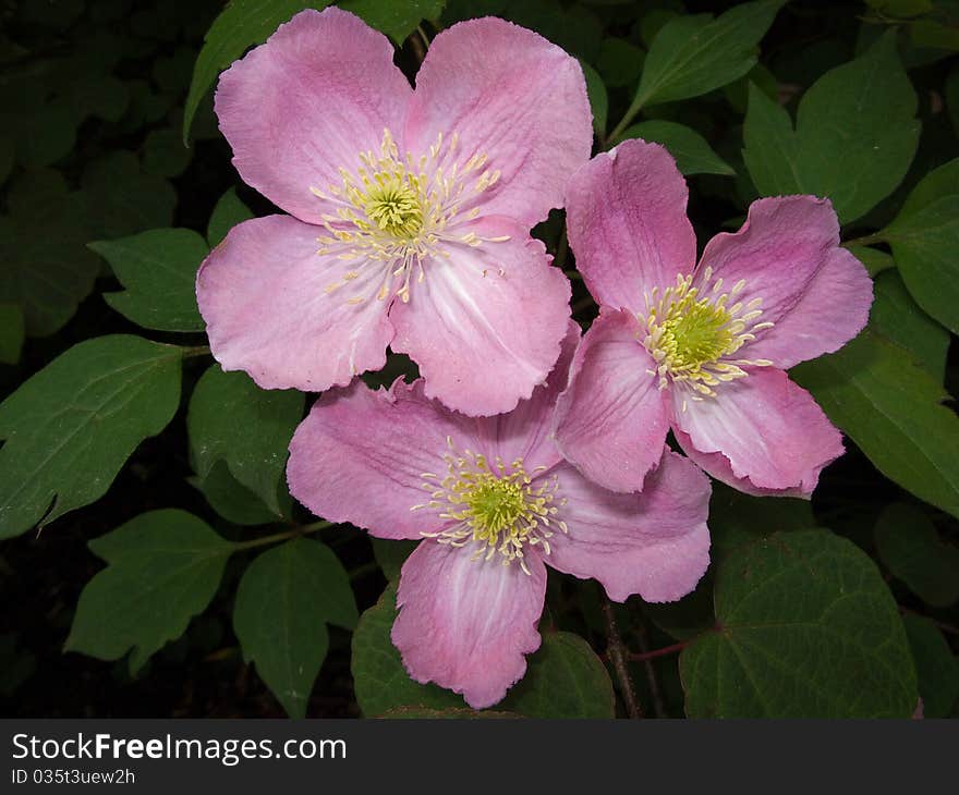 Multiple pink and cream Clematis flowers. Multiple pink and cream Clematis flowers