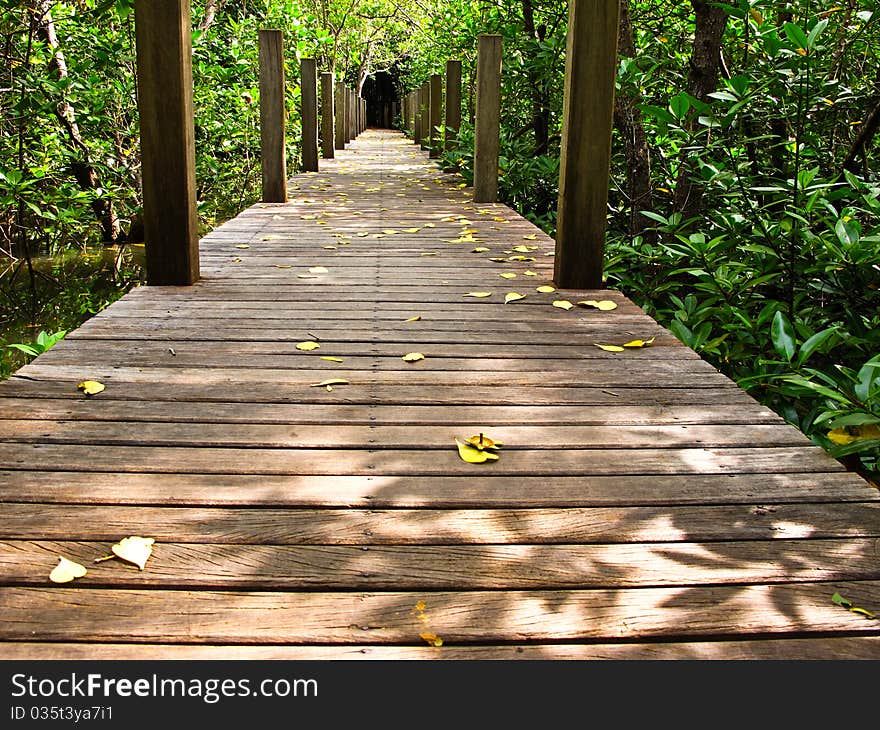 Mangrove forest in Chanthaburi, Thailand