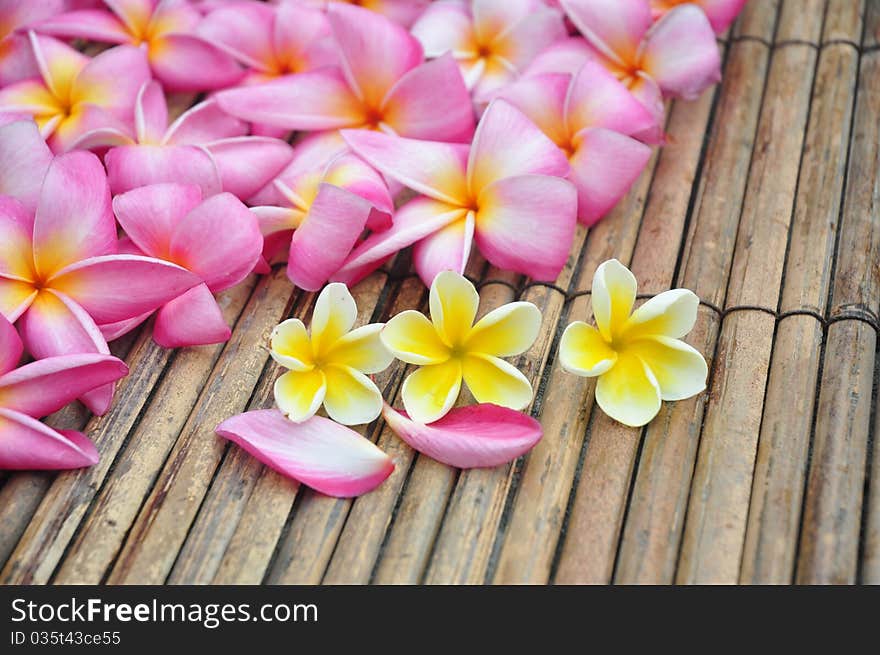 Tropical Plumeria In The Spa