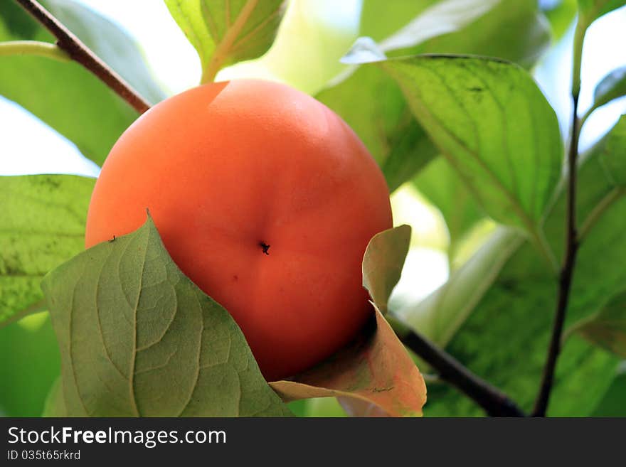 A complete persimmon in Autumn on the tree. A complete persimmon in Autumn on the tree