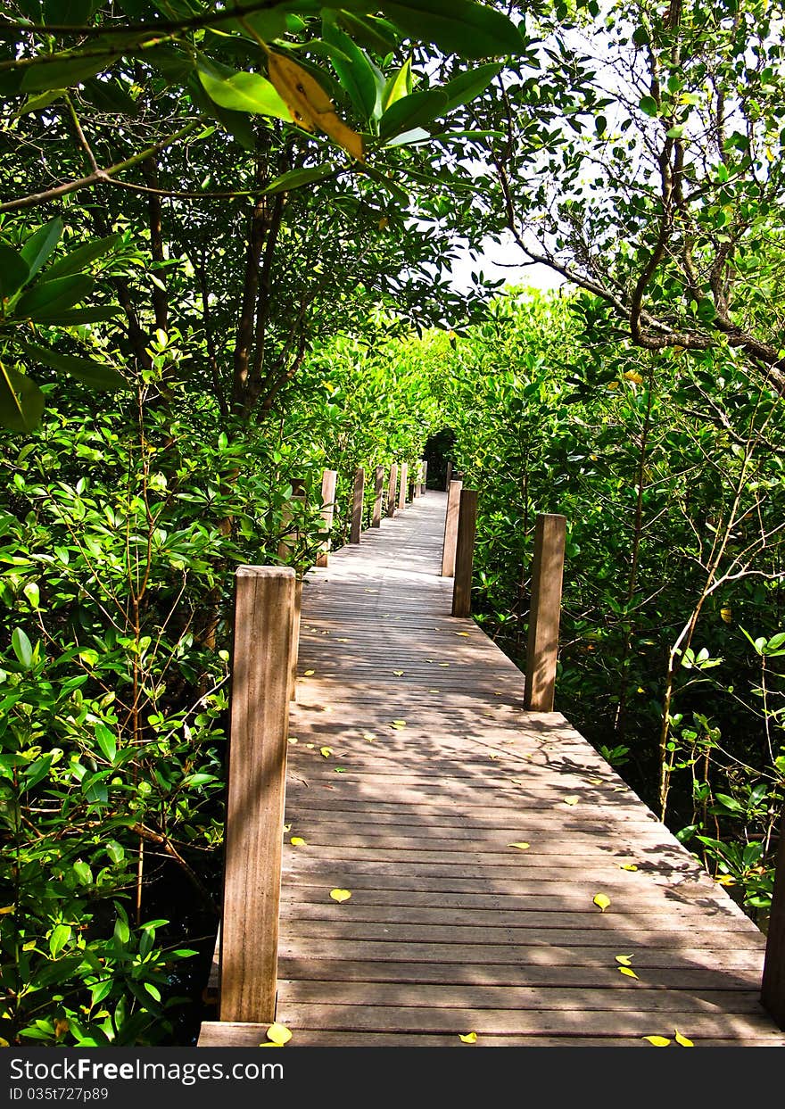 Mangrove forest in Chanthaburi, Thailand