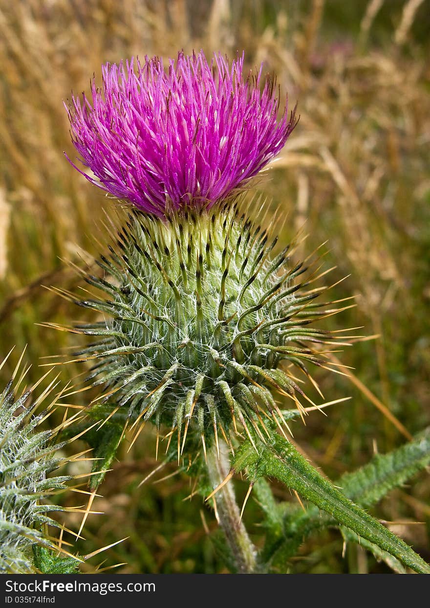 Very spiky pink and green thistle flower