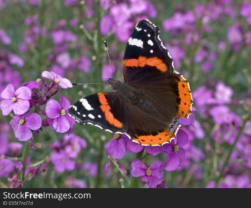 Red Admiral butterfly on purple flowers