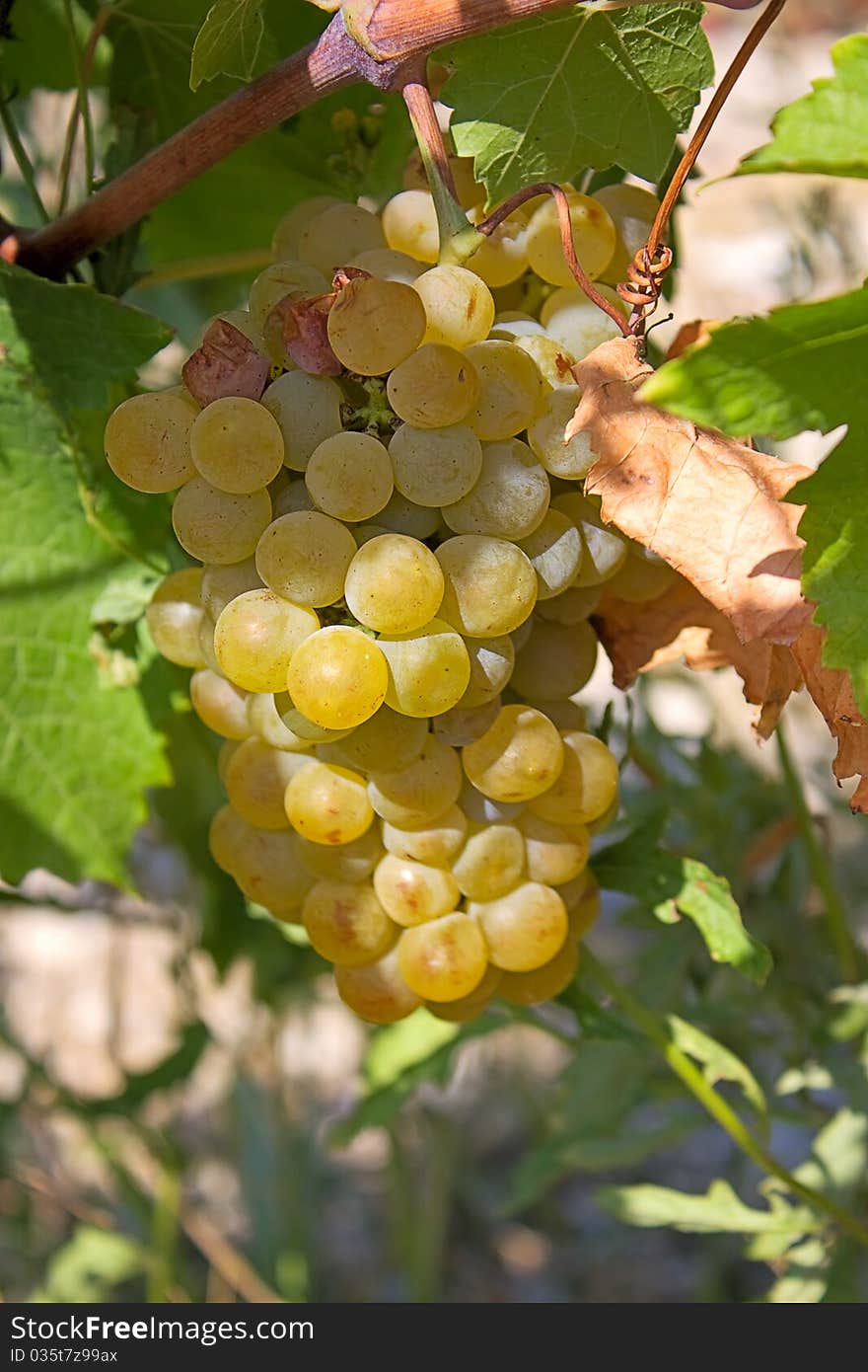 Llight grape cluster close to background of vineyard.An image with shallow depth of field.