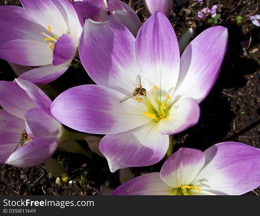 Hoverfly on Colchicum (Autumn Crocus)