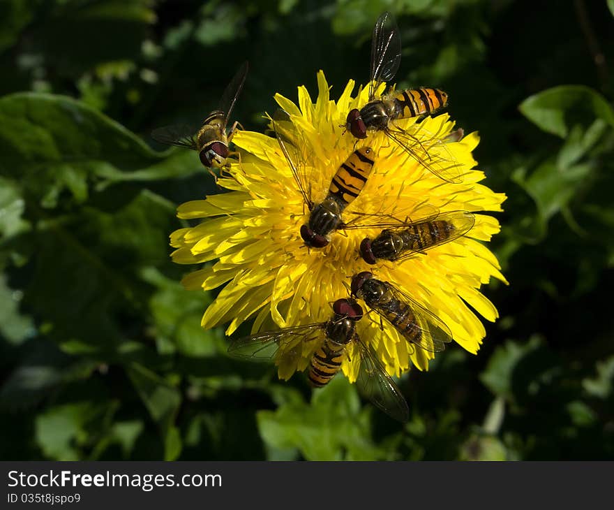 Multiple hoverflies on yellow garden flower