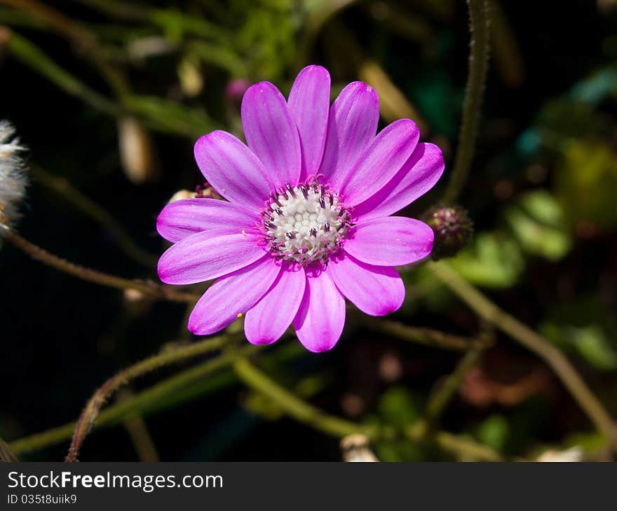 Delicate pink and white garden flower. Delicate pink and white garden flower