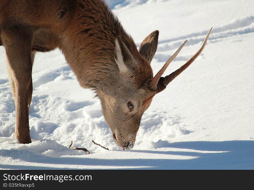 Young deer