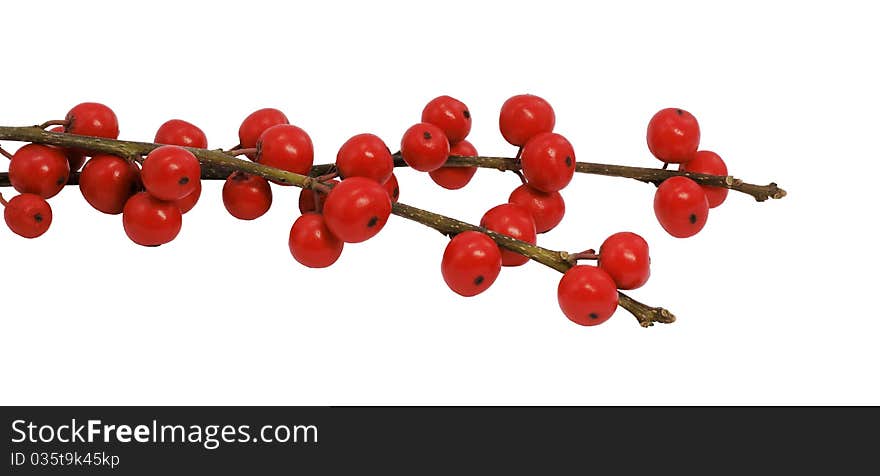 Branches with red berries