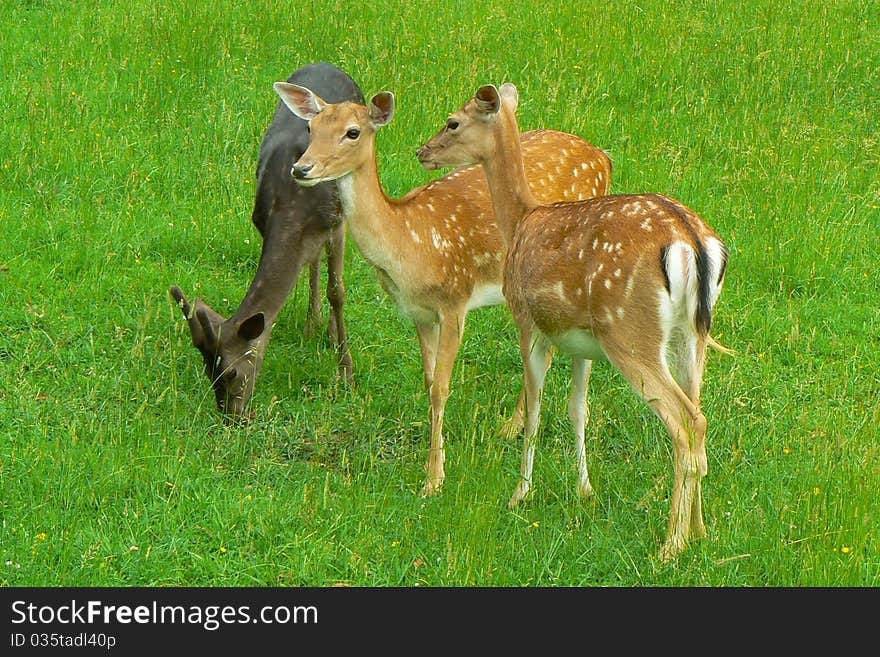 Three beautiful young deers on the meadow. Three beautiful young deers on the meadow