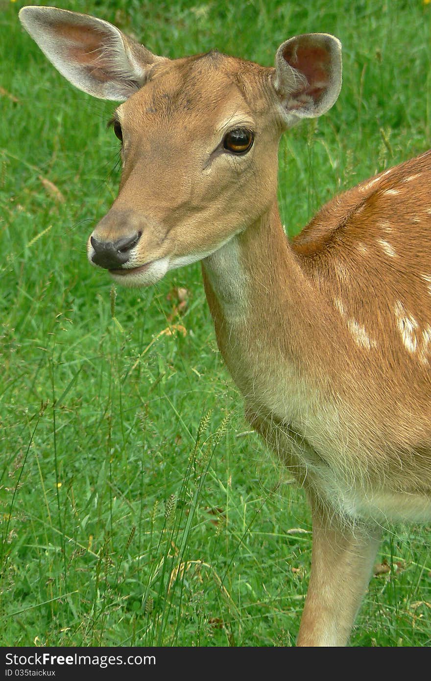 Young brown deer in close detail