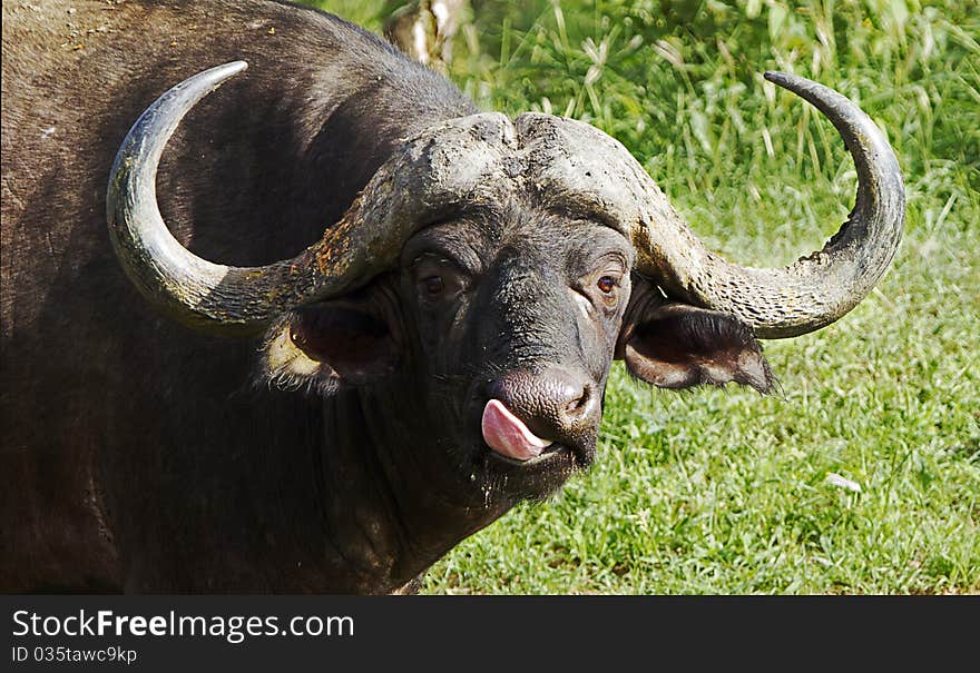 African Buffalo