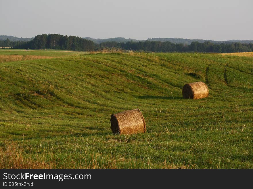 A haycocks in the field in Lithuania