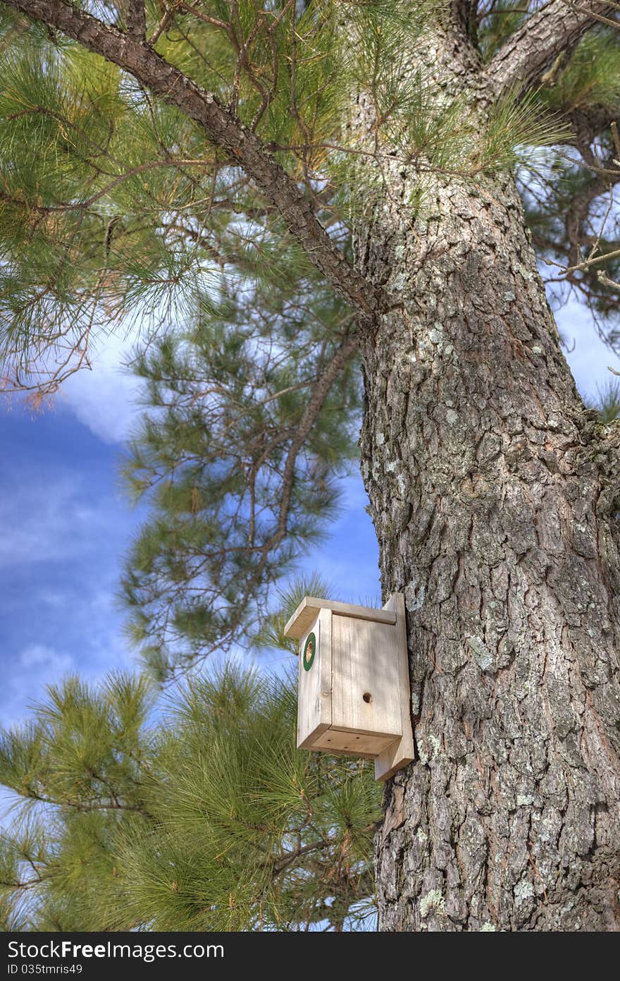 Birdhouse in pine tree