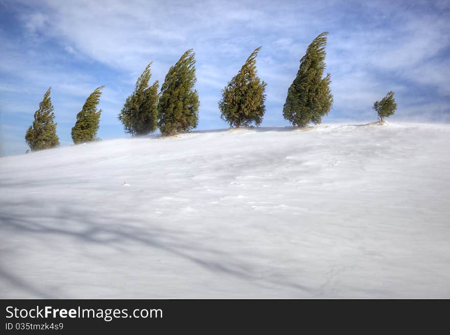 Evergreens On Snowy Hill