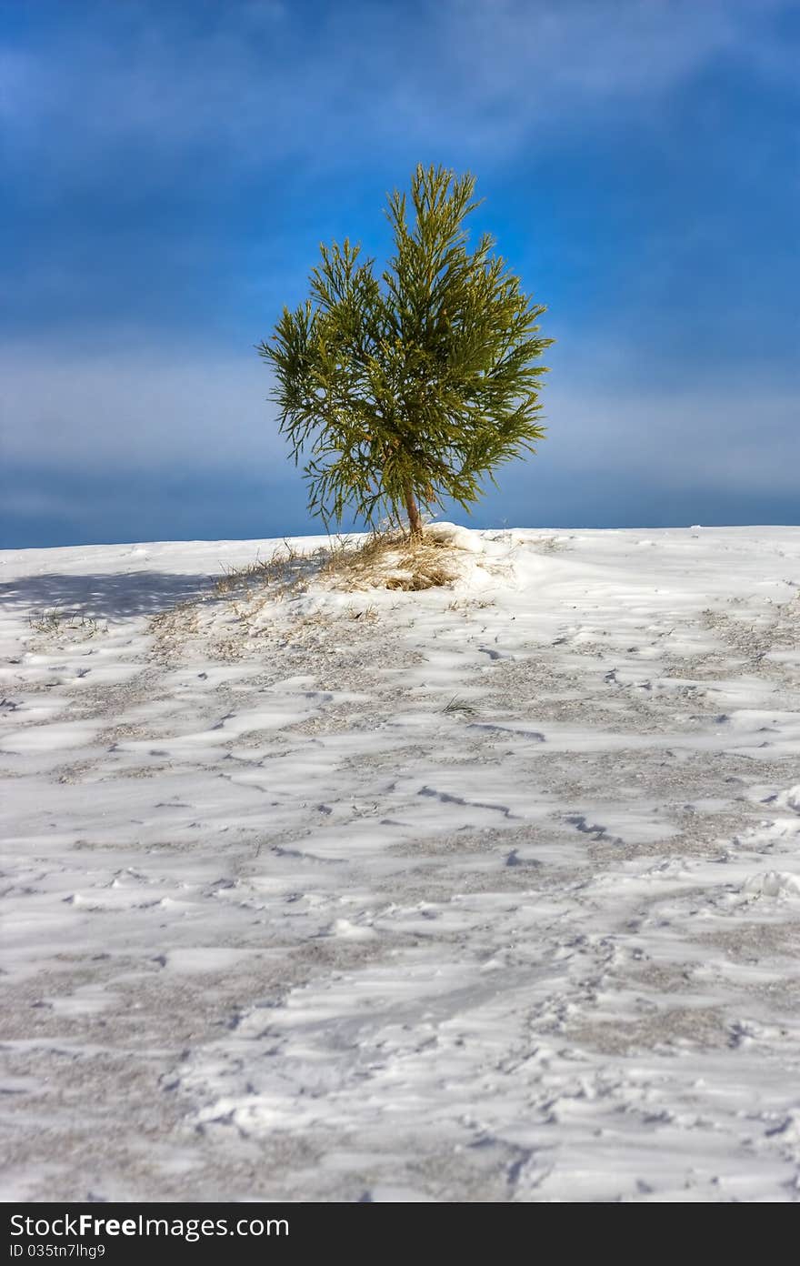 Evergreen on snowy hill