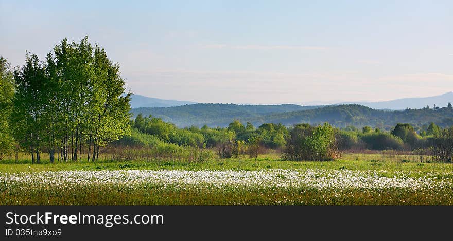 Narcissus field