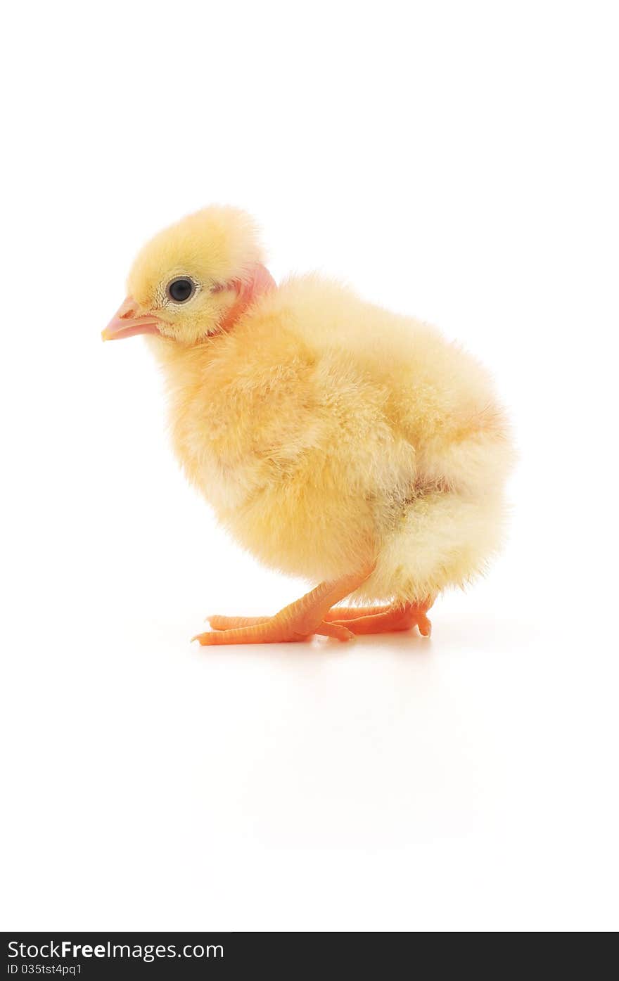 One small chicken on a white background