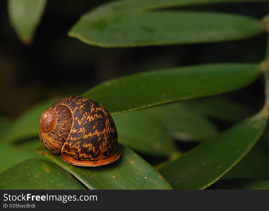 Snail on a leaf