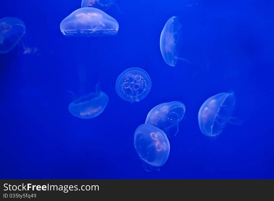 Jellifish in aquarium with simple blue background. Jellifish in aquarium with simple blue background