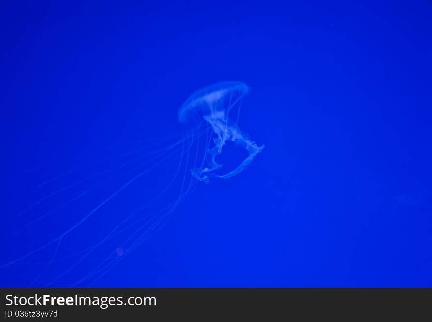 Jellifish in aquarium with simple blue background. Jellifish in aquarium with simple blue background