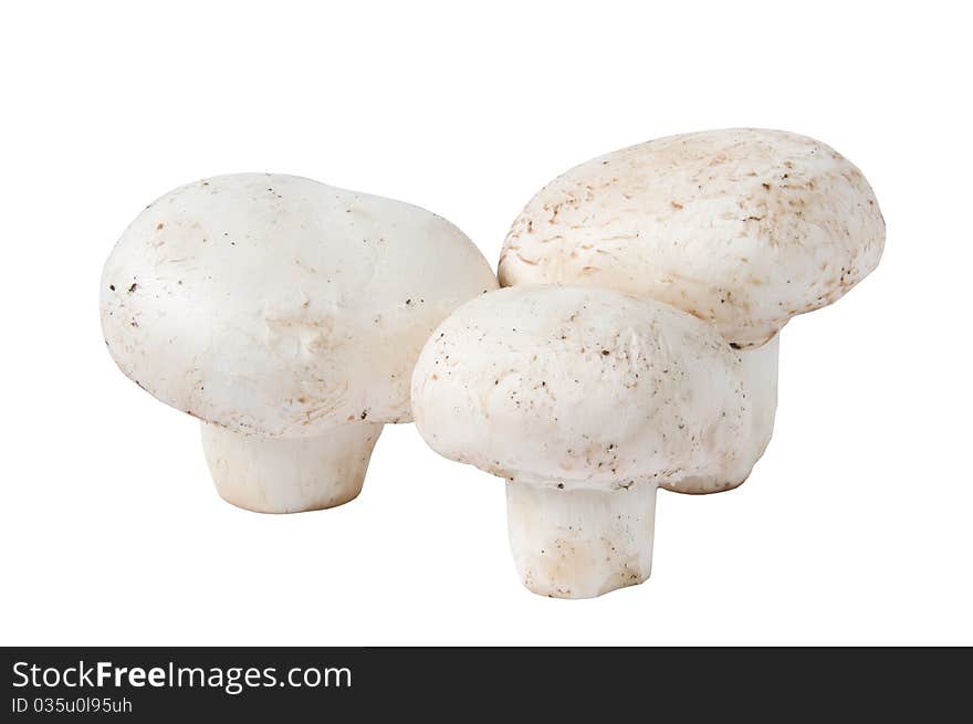 Field Mushrooms