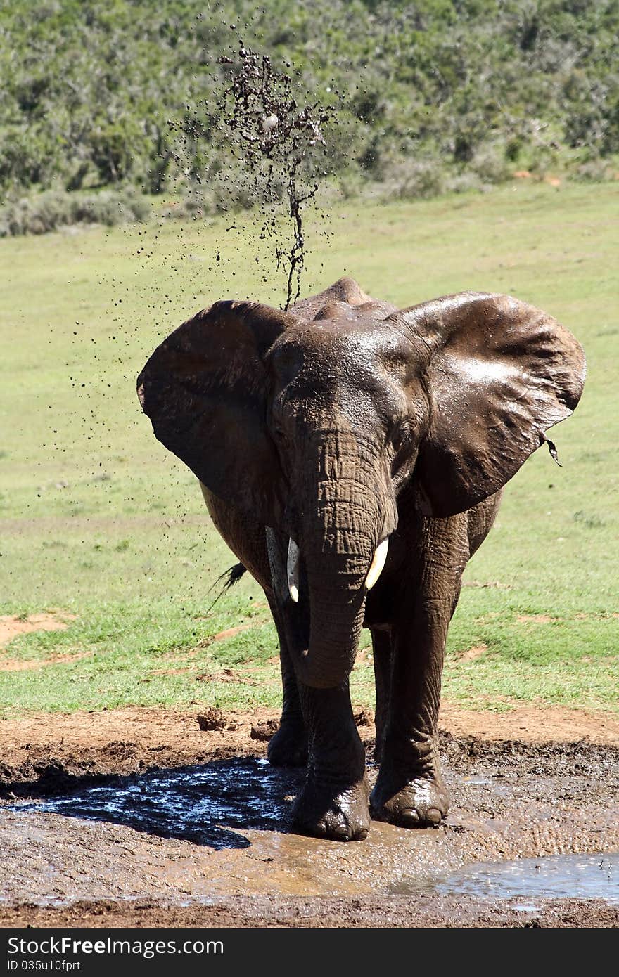 Elephant Throwing Mud on itself