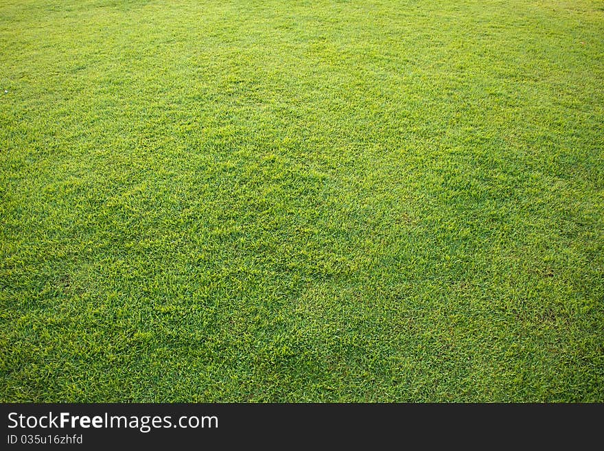 Nature Green Grass of Lawn for background