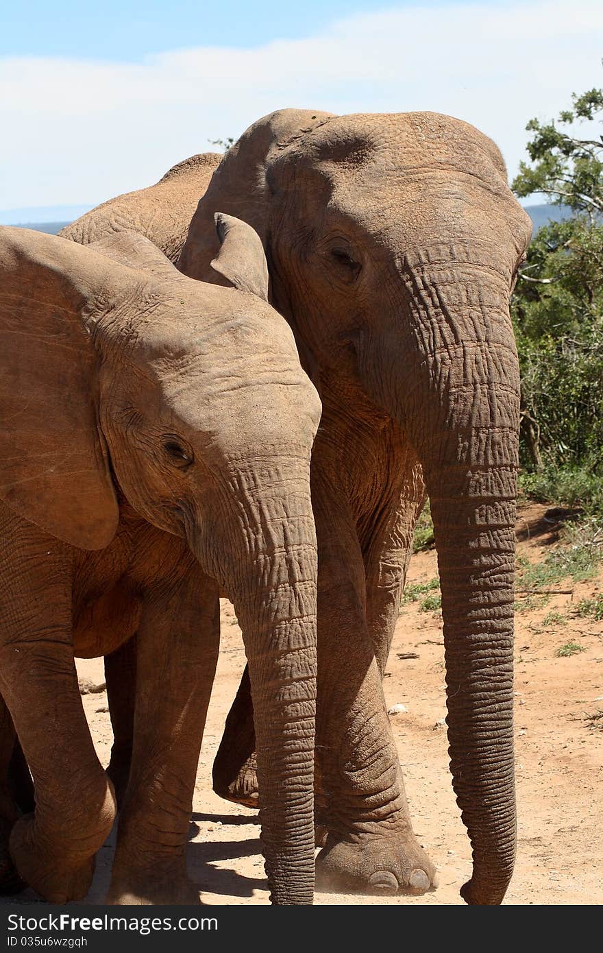 Two Elephants Walking Together