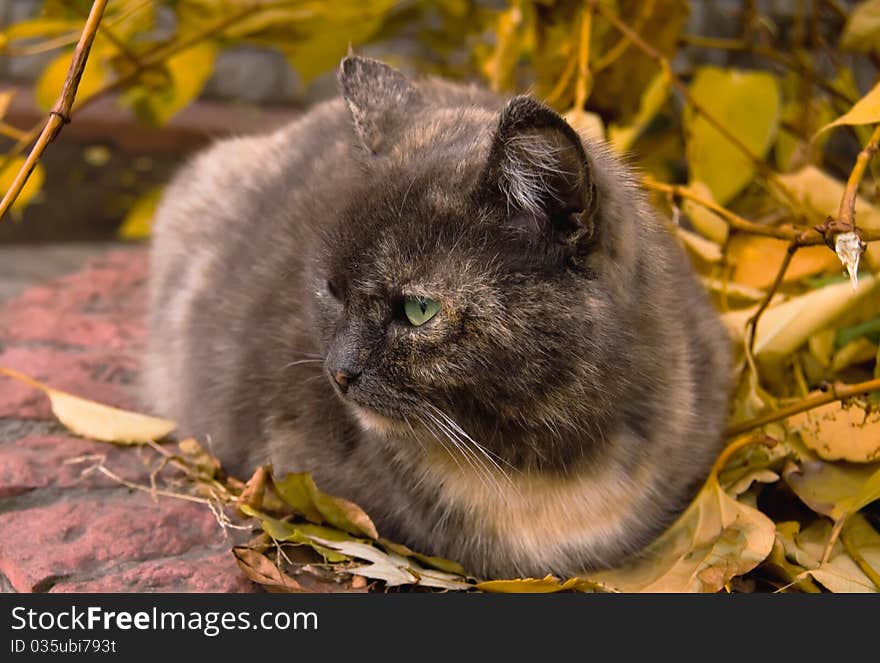 Serious Cat Sitting In Autumn Leaves