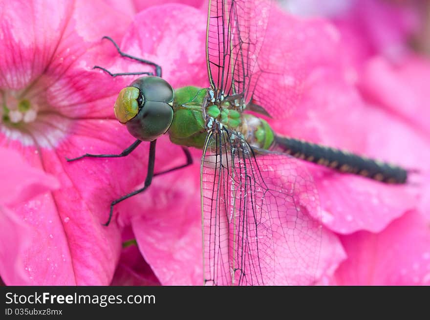 Close-up green dragonfly on pink flower. Close-up green dragonfly on pink flower.