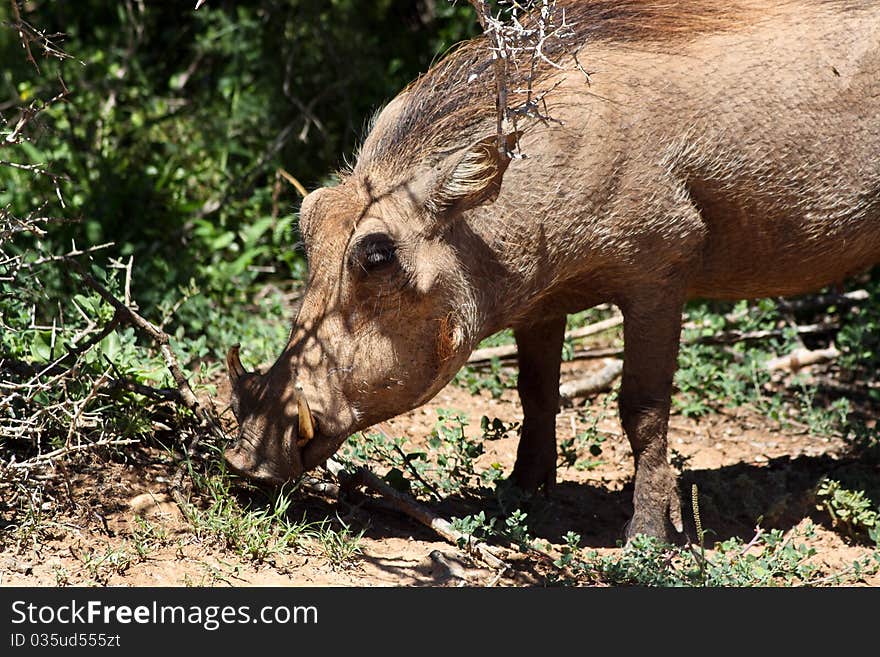 Warthog Eating