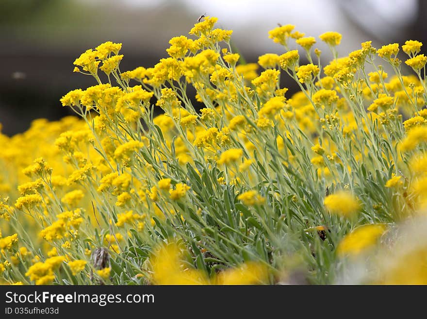 Yellow daisy flowers grown in spring time. Yellow daisy flowers grown in spring time