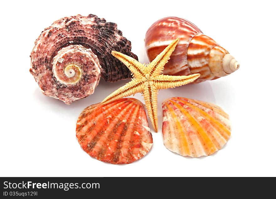 Star fish and sea shells over a white background.