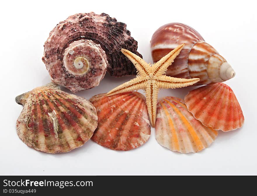 Star fish and sea shells over a white background.