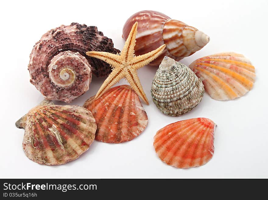 Star fish and sea shells over a white background.