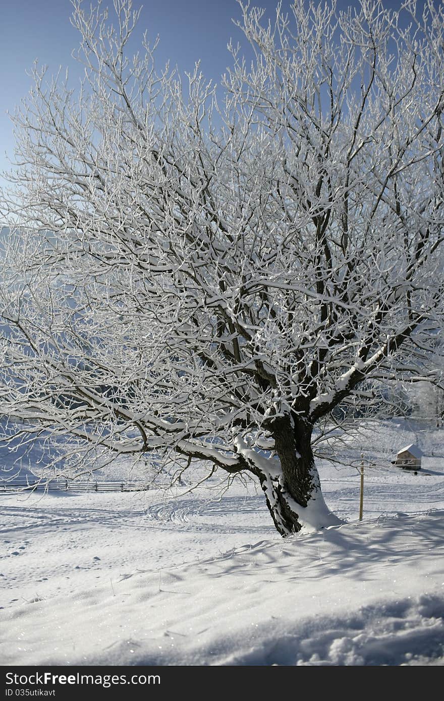 Morning in mountains. Tree covered with snow.