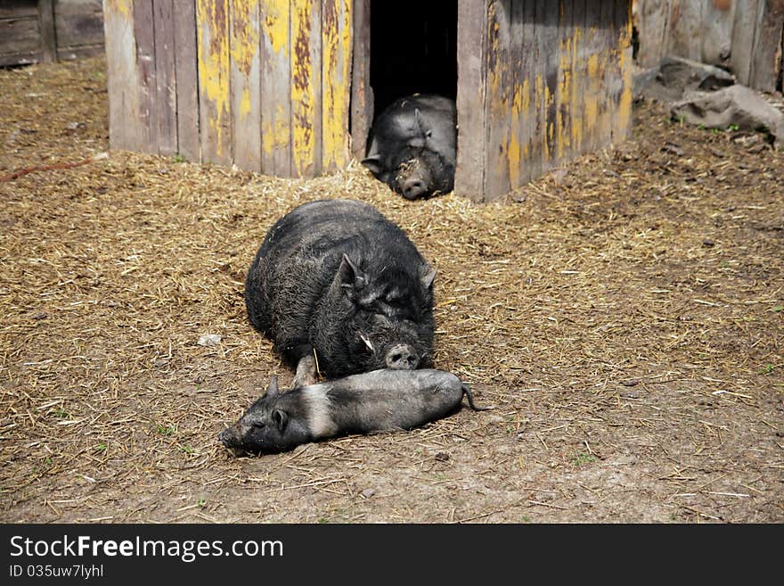 Thoroughbred pig of black color with a cub