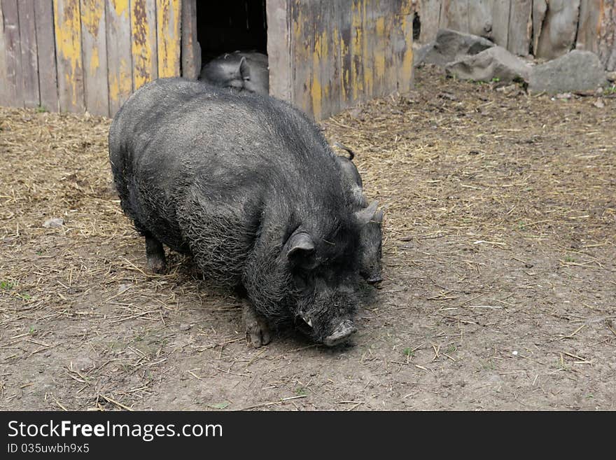 Thoroughbred pig of black color with a cub