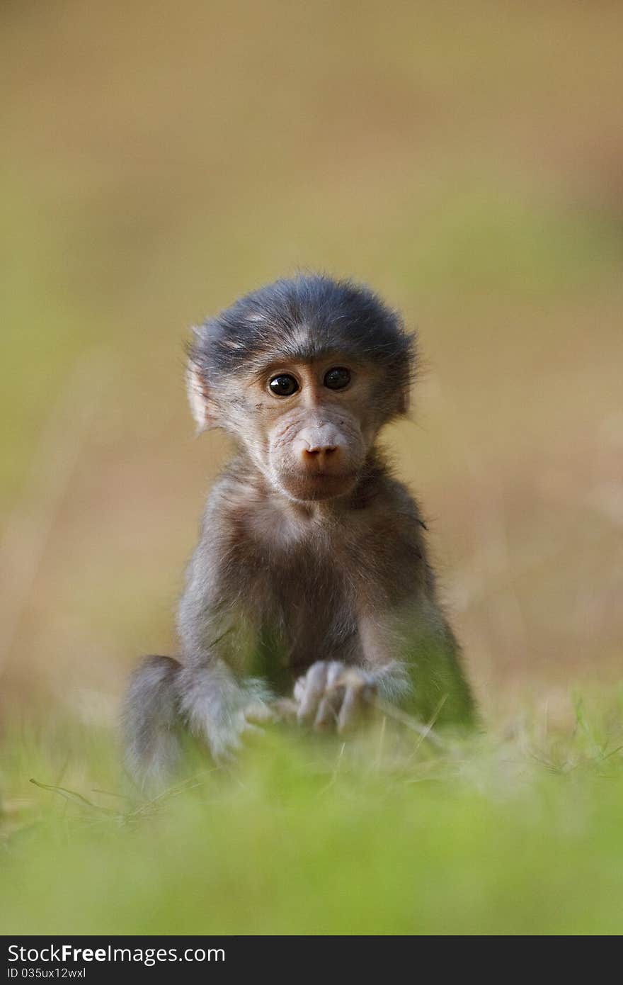 Portrait of a baby baboon. Portrait of a baby baboon