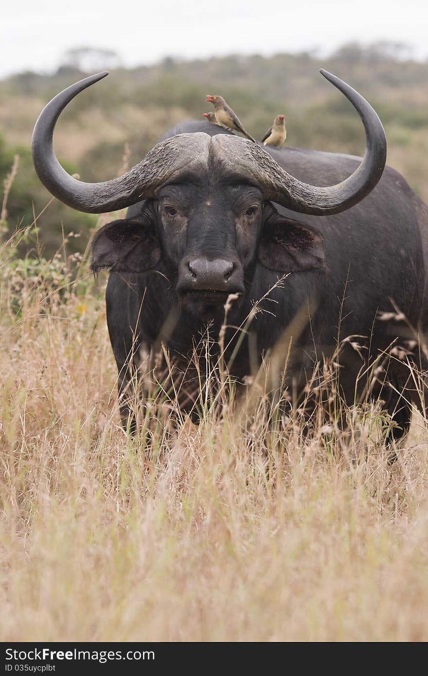 Buffalow Portrait showing huge horns.