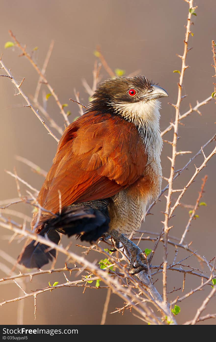 Burchell Coucal 2