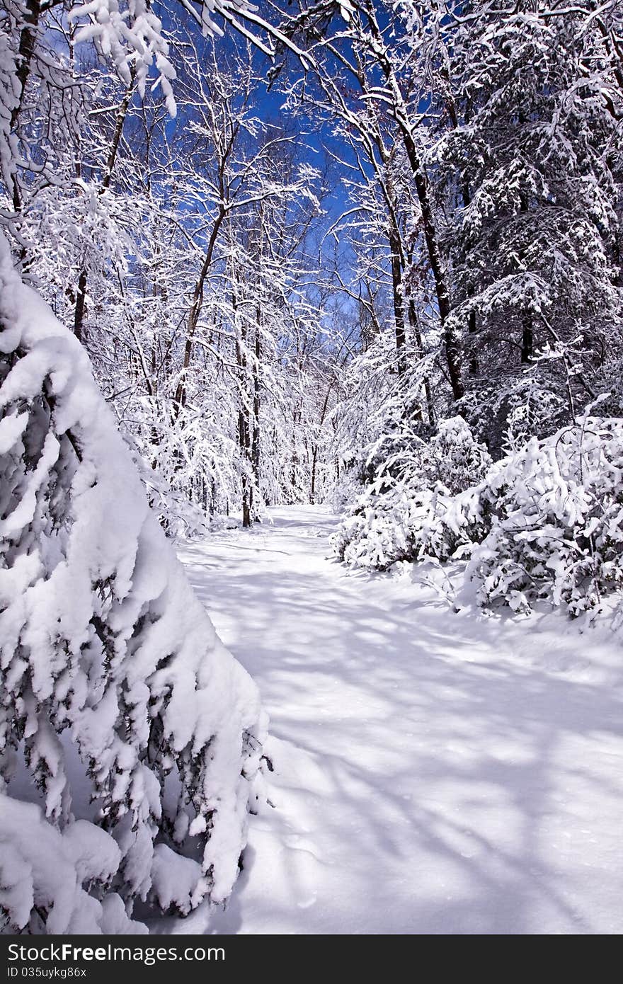 Winter Path