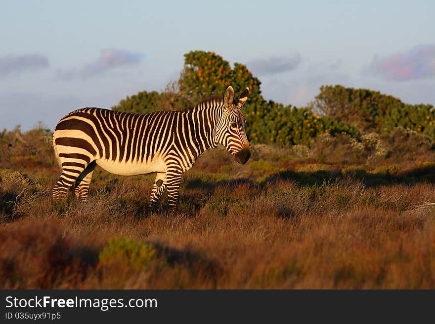 Cape Mountain Zebra