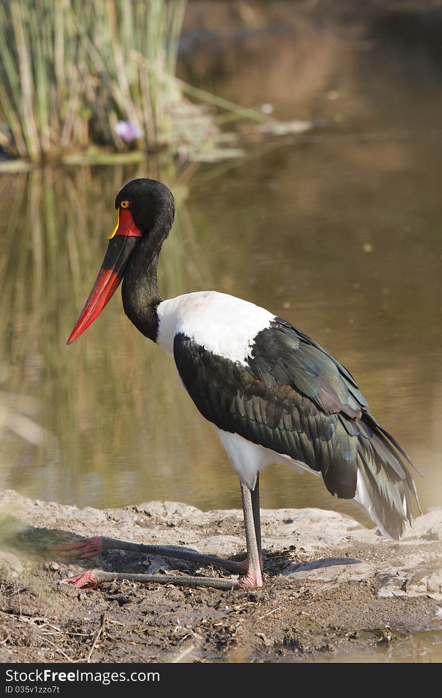 Saddlebilled Stork 1