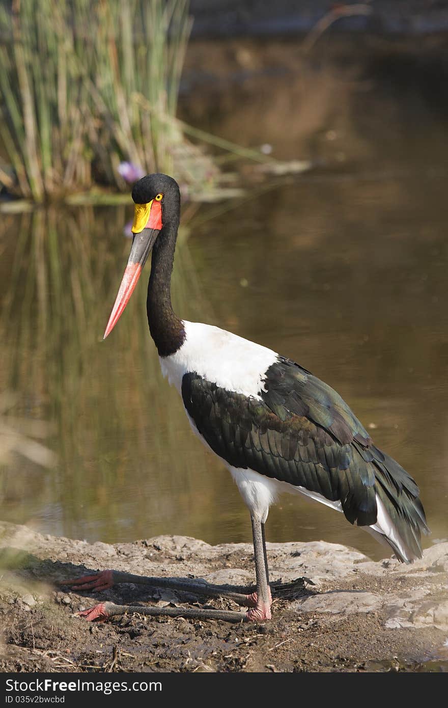 Saddlebilled Stork 2