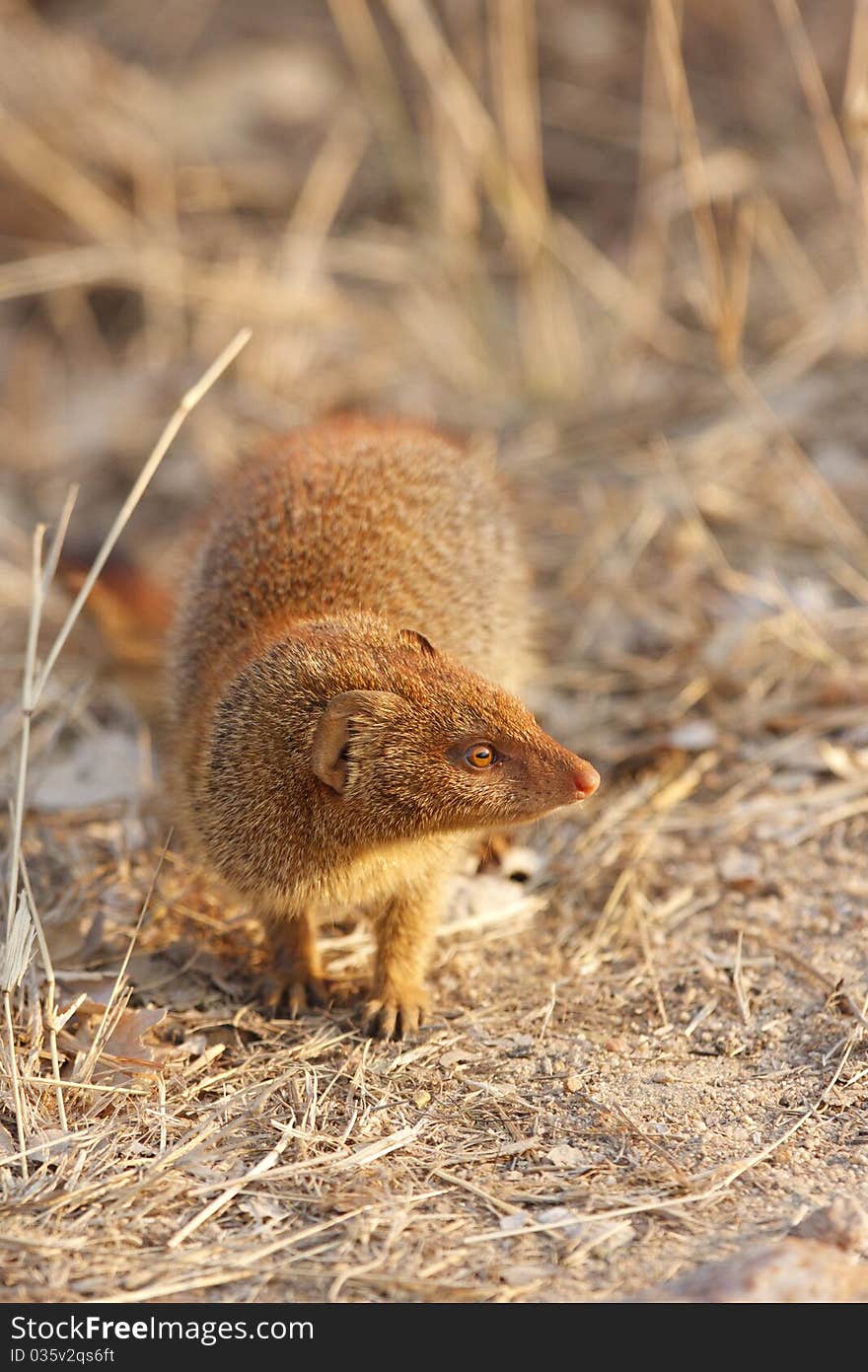 A slender mongoos checks that the road is clear before moving on. A slender mongoos checks that the road is clear before moving on.