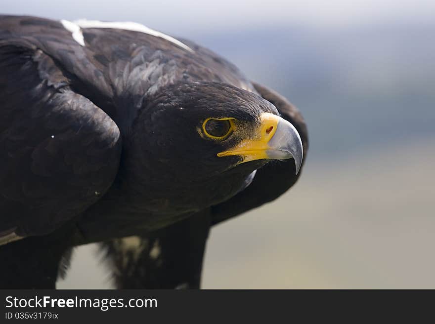 A Verroux Eagle stares off into the distance. A Verroux Eagle stares off into the distance.